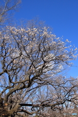 梅の花（小梅、甲州系）