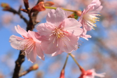河津桜