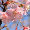 河津桜