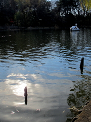 新年の石神井公園5