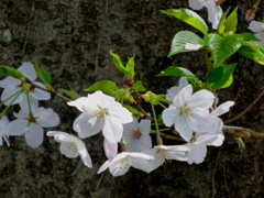 工場の桜2