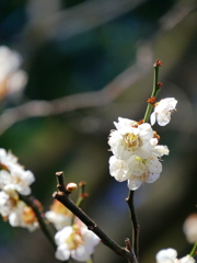 芝公園の梅