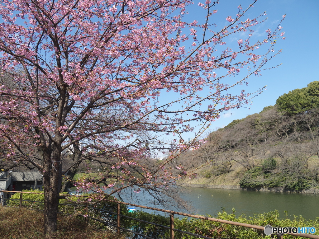 千鳥ヶ淵の桜３