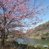 千鳥ヶ淵の桜３