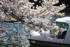 桜満喫