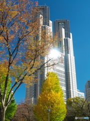 紅葉と東京都庁