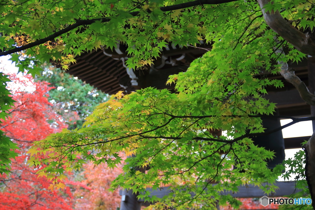 道場寺の紅葉3