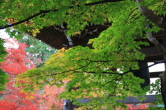 道場寺の紅葉3