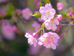 河津桜