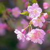 河津桜