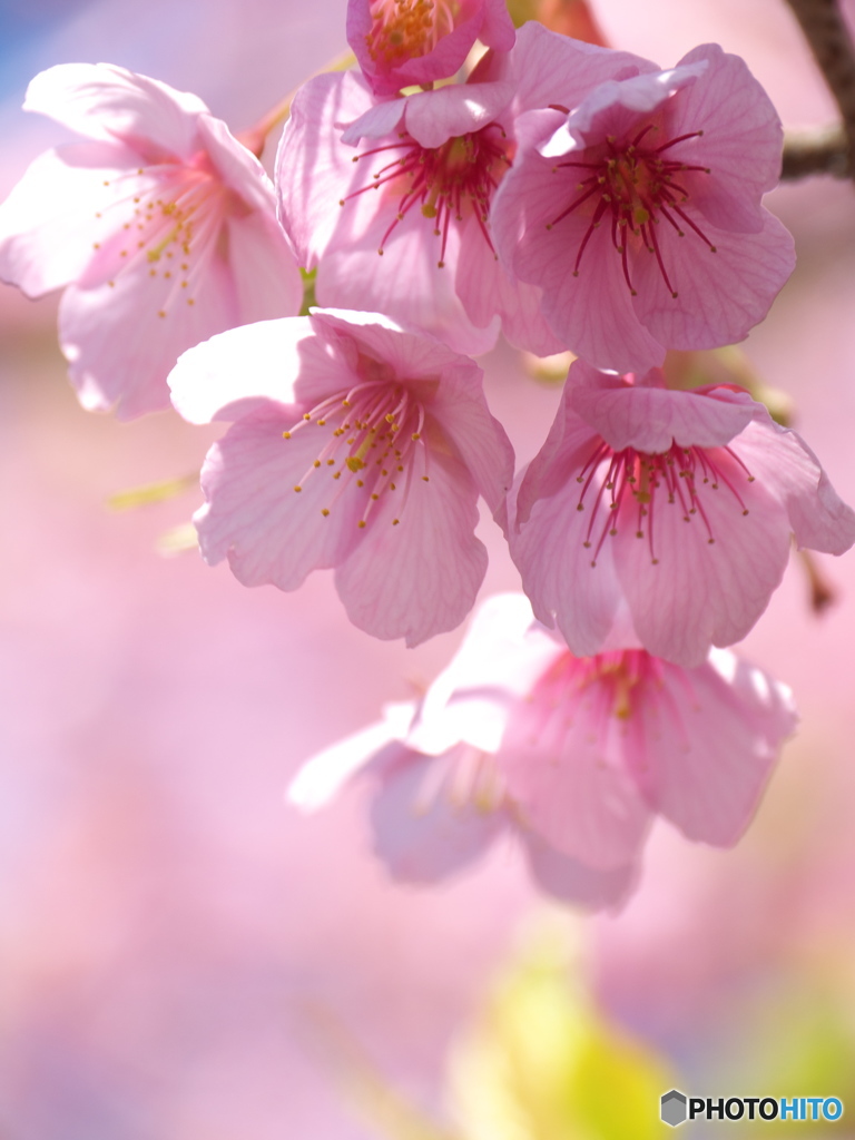 千鳥ヶ淵の修善寺寒桜4