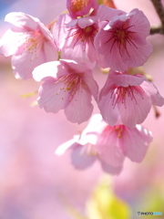 千鳥ヶ淵の修善寺寒桜4
