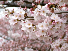 足立区花畑公園の桜3