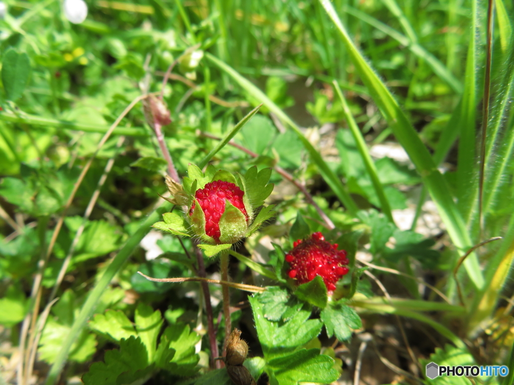 埼玉県営和光樹林公園10