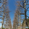 正月の新宿御苑_2