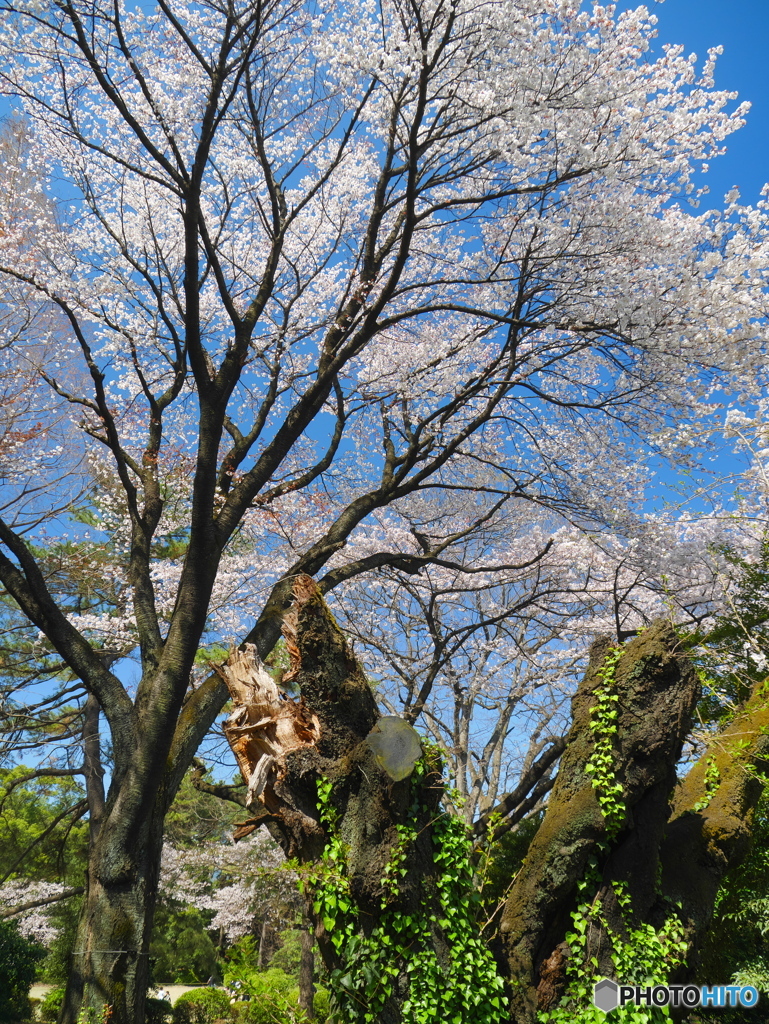 折れた大木にも桜の新芽