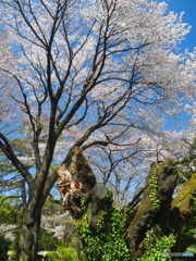 折れた大木にも桜の新芽