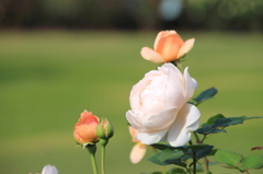 新宿御苑の秋薔薇2