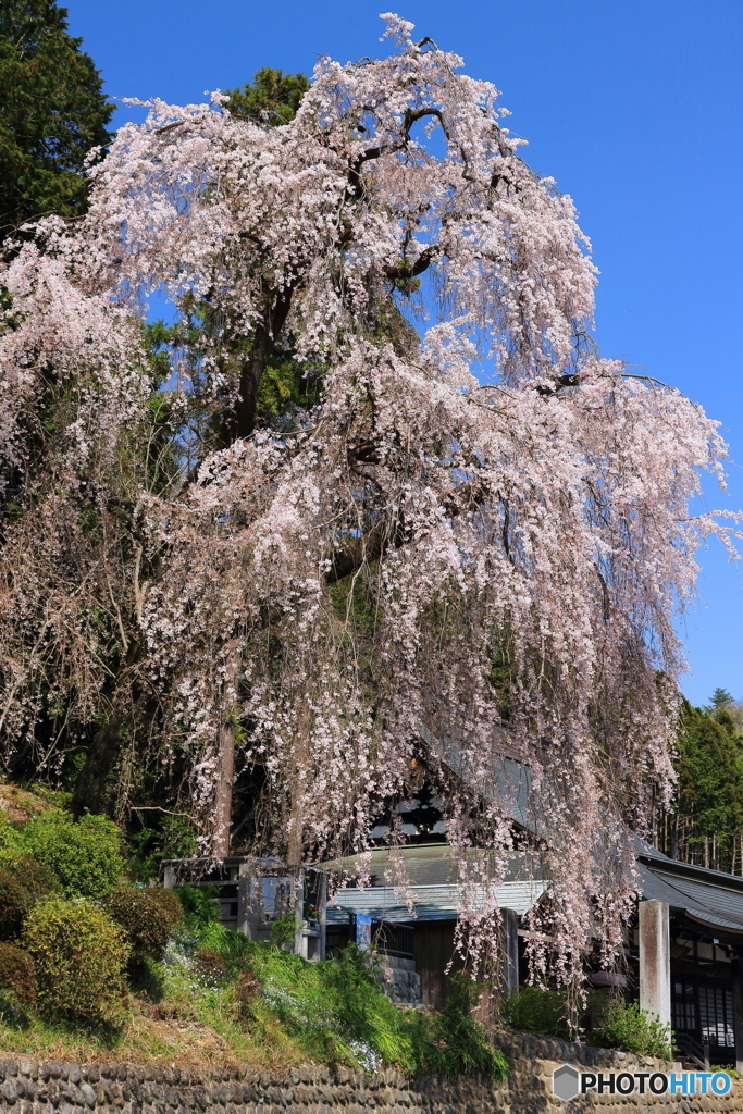 梅岩寺の枝垂れ桜