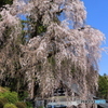 梅岩寺の枝垂れ桜