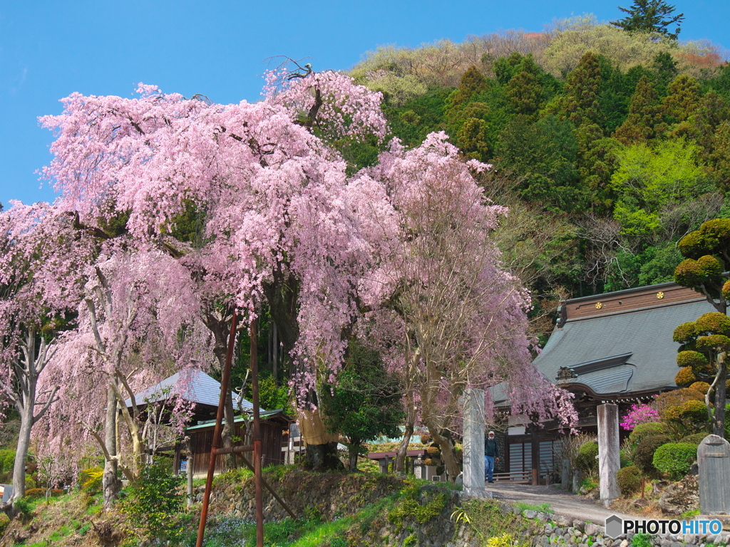 梅岩寺の桜