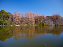 早春の三宝寺池