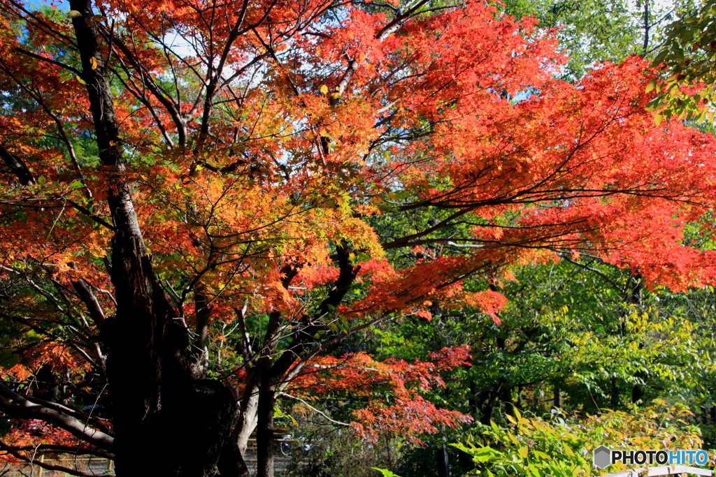 紅葉の石神井公園3