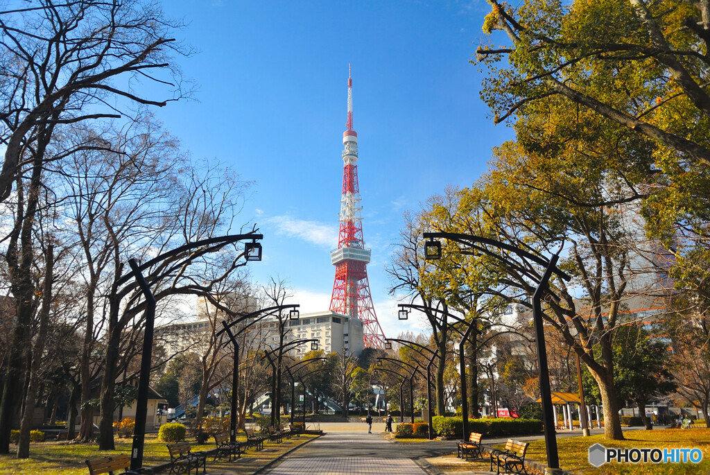 東京タワーと冬枯れ