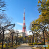 東京タワーと冬枯れ