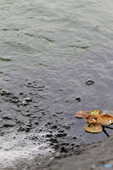池に落ちた紅葉に乗る水玉