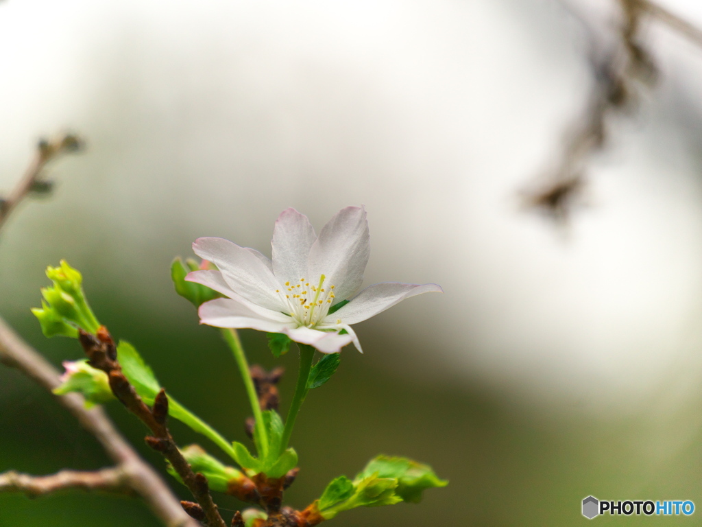十月桜