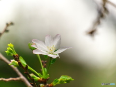 十月桜