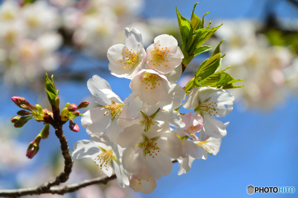 光が丘公園の桜_1