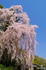 梅岩寺のシダレザクラ_4