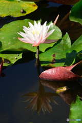 朝の石神井公園（2016年7月)_5
