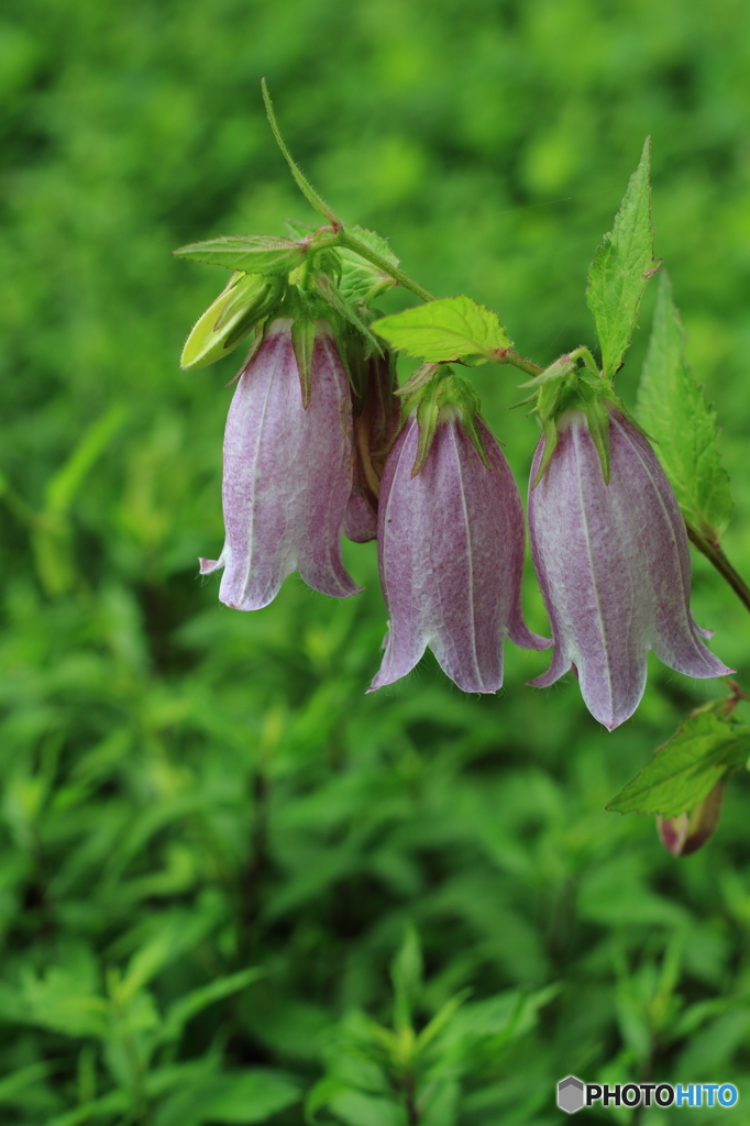 石神井公園に咲くホタルブクロ２