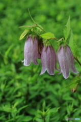 石神井公園に咲くホタルブクロ２