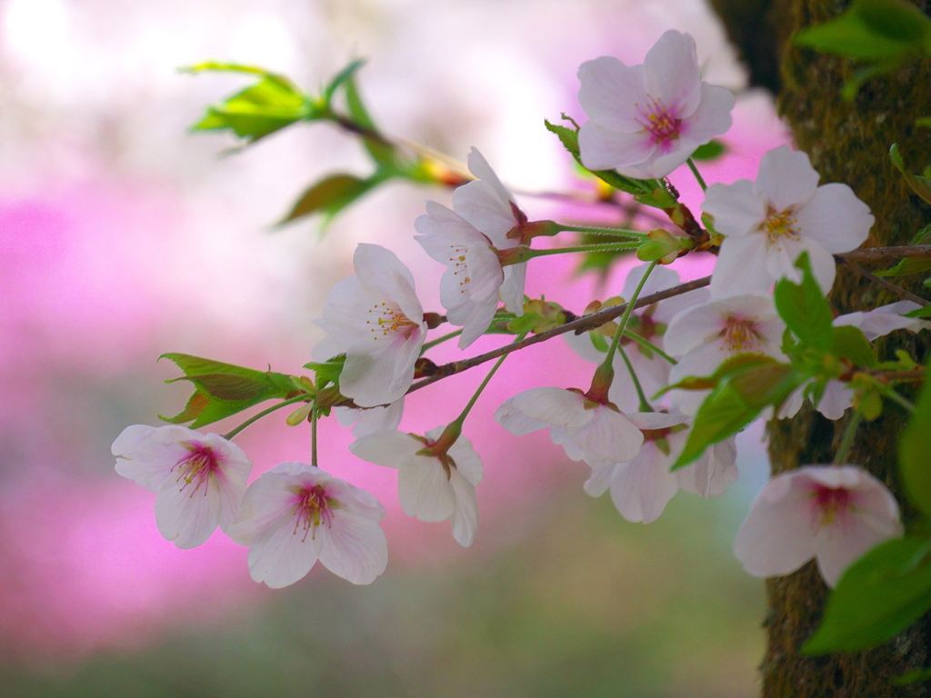 海禅寺の桜