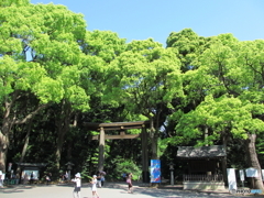 新緑の明治神宮2