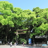 新緑の明治神宮2