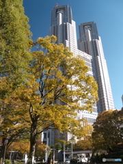 新宿中央公園の黄葉