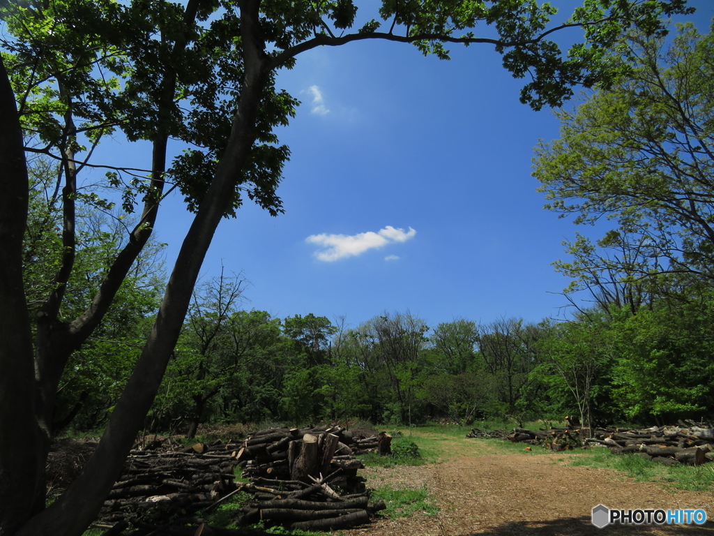 埼玉県営和光樹林公園7