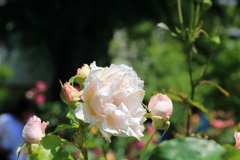 薔薇（ラ マリエ）