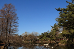 ２月の石神井公園4