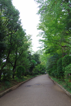 朝の公園