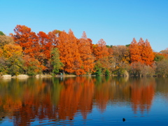 紅葉が写る三宝寺池