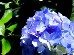 ６月の新宿御苑4