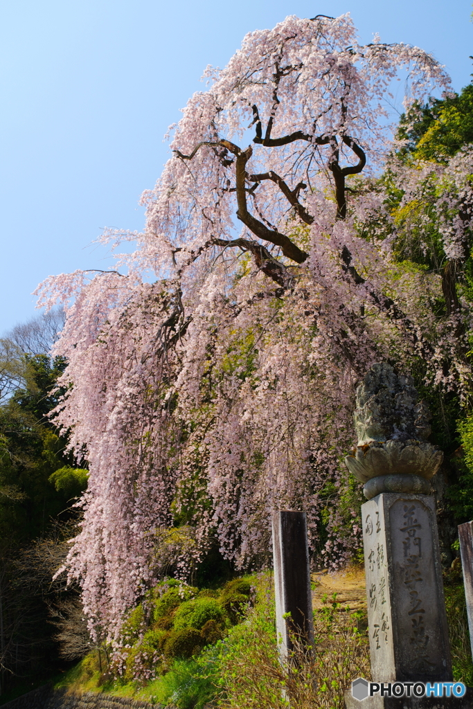 梅岩寺のシダレザクラ_3