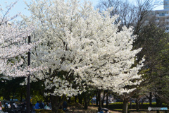 光が丘公園の桜_3