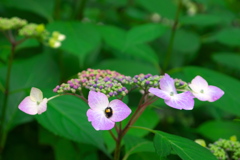 紫陽花とテントウムシ